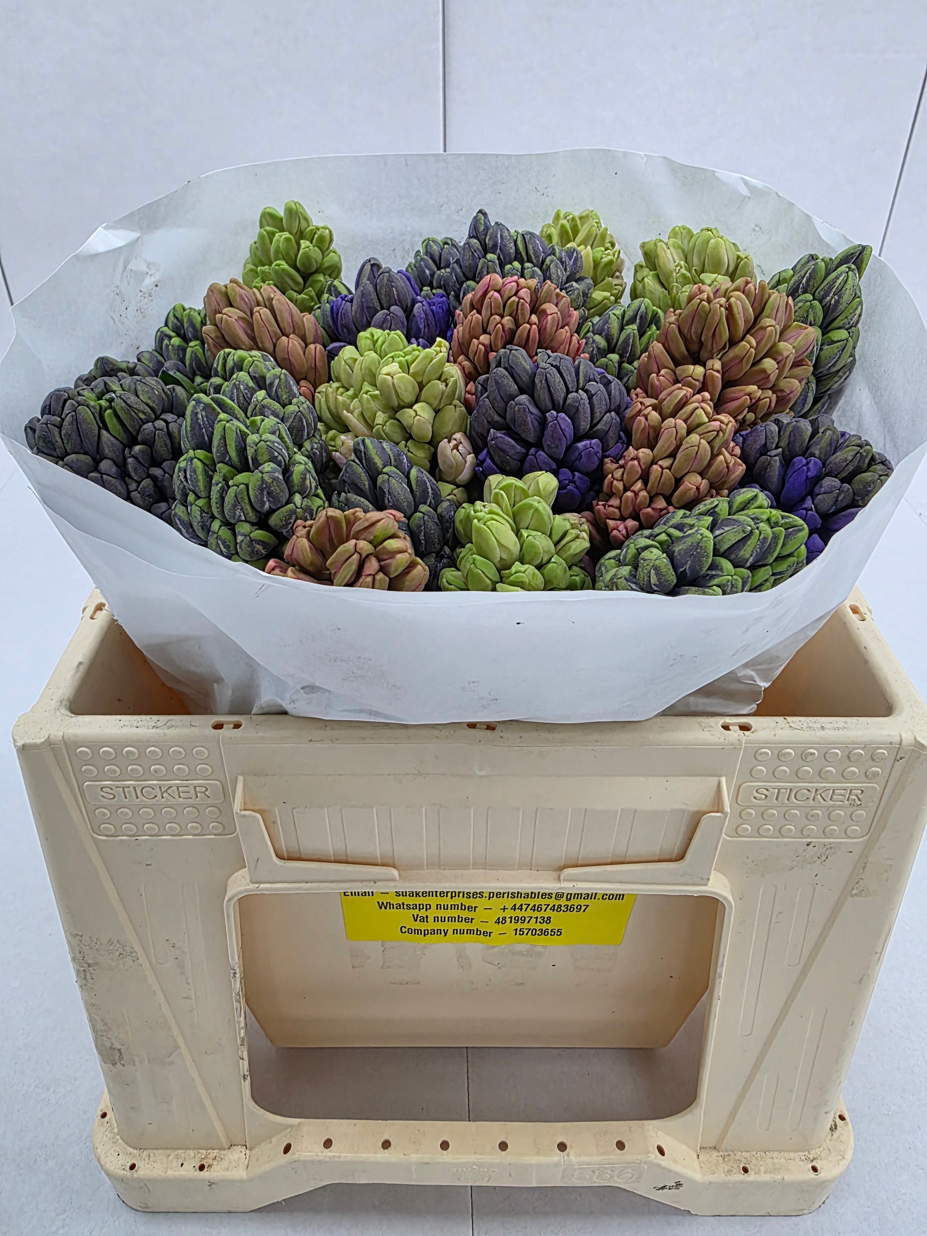 Farm Fresh Hyacinthus Orientalis Mixed(Bunch of 25stems, Length 30cm)