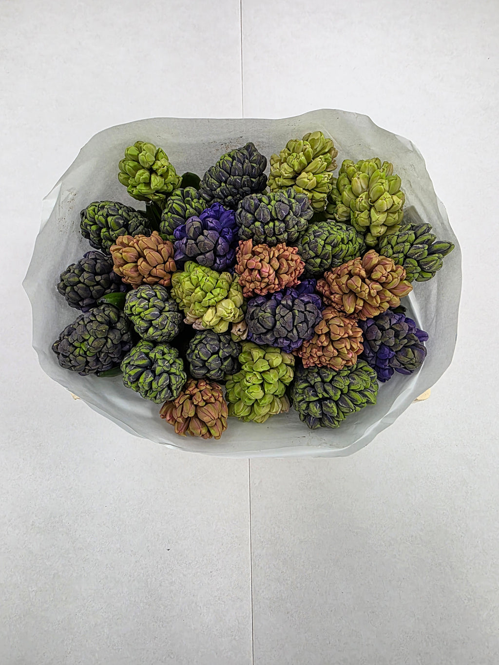 Farm Fresh Hyacinthus Orientalis Mixed(Bunch of 25stems, Length 30cm)