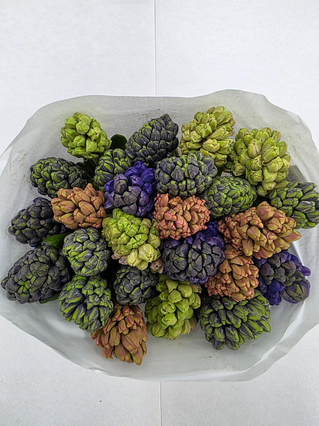 Farm Fresh Hyacinthus Orientalis Mixed(Bunch of 25stems, Length 30cm)