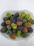 Farm Fresh Hyacinthus Orientalis Mixed(Bunch of 25stems, Length 30cm)