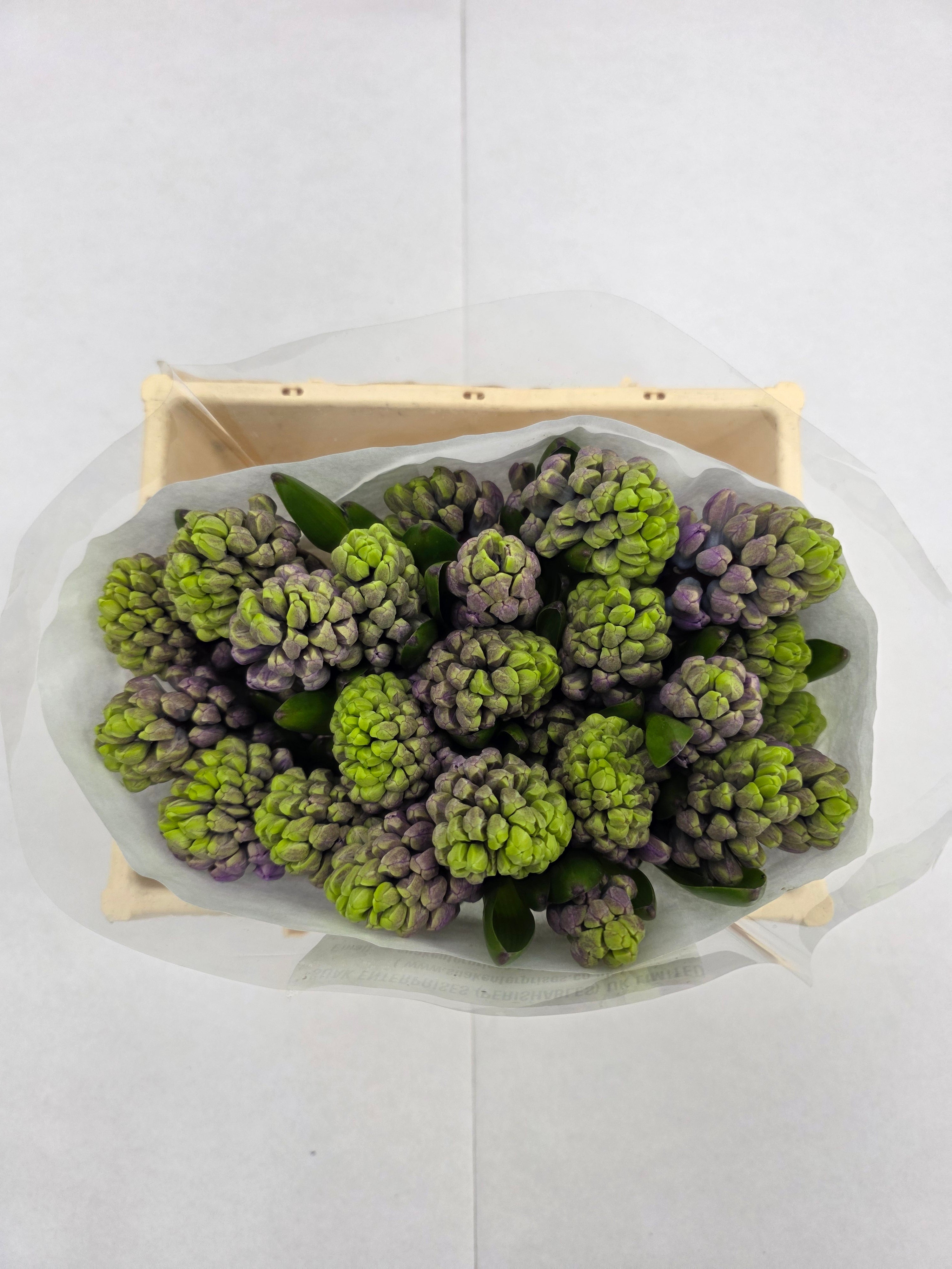 Farm Fresh Hyacinthus Orientalis Purple Star (Bunch of 25stems, Length 30cm)