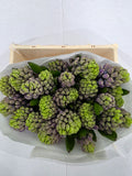 Farm Fresh Hyacinthus Orientalis Purple Star (Bunch of 25stems, Length 30cm)