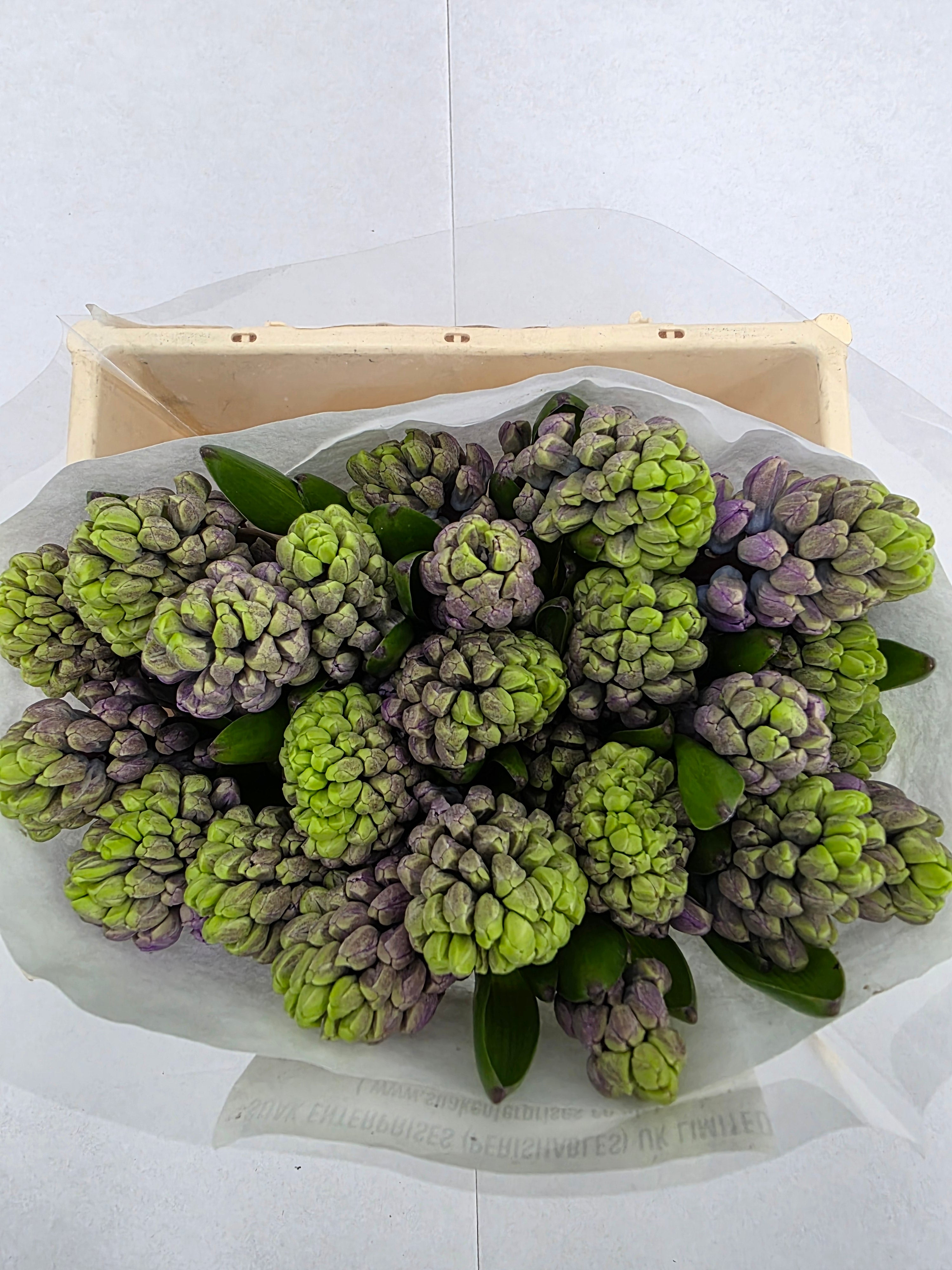 Farm Fresh Hyacinthus Orientalis Purple Star (Bunch of 25stems, Length 30cm)
