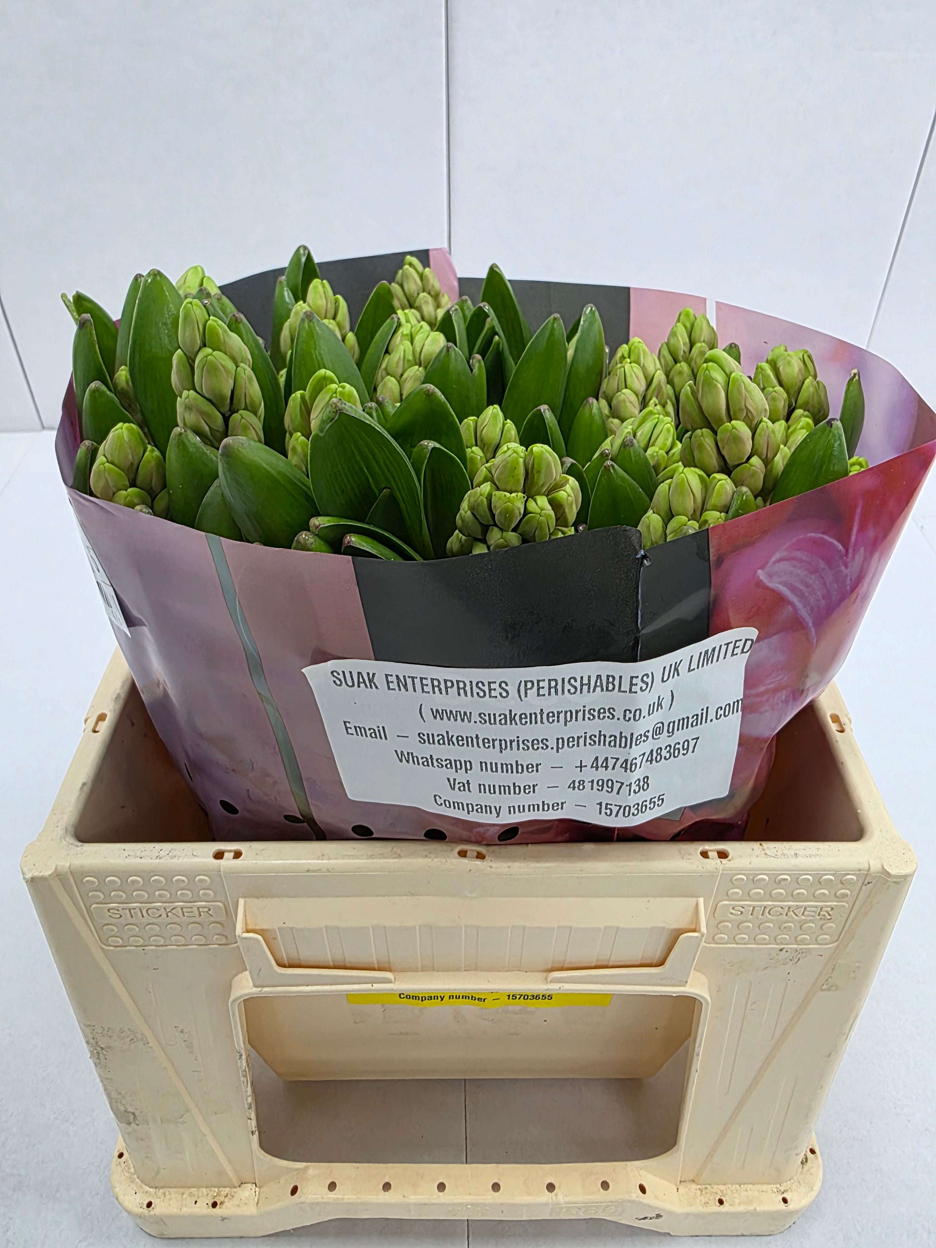Farm Fresh Hyacinthus Orientalis China Pink (Bunch of 25stems, Length 30cm)