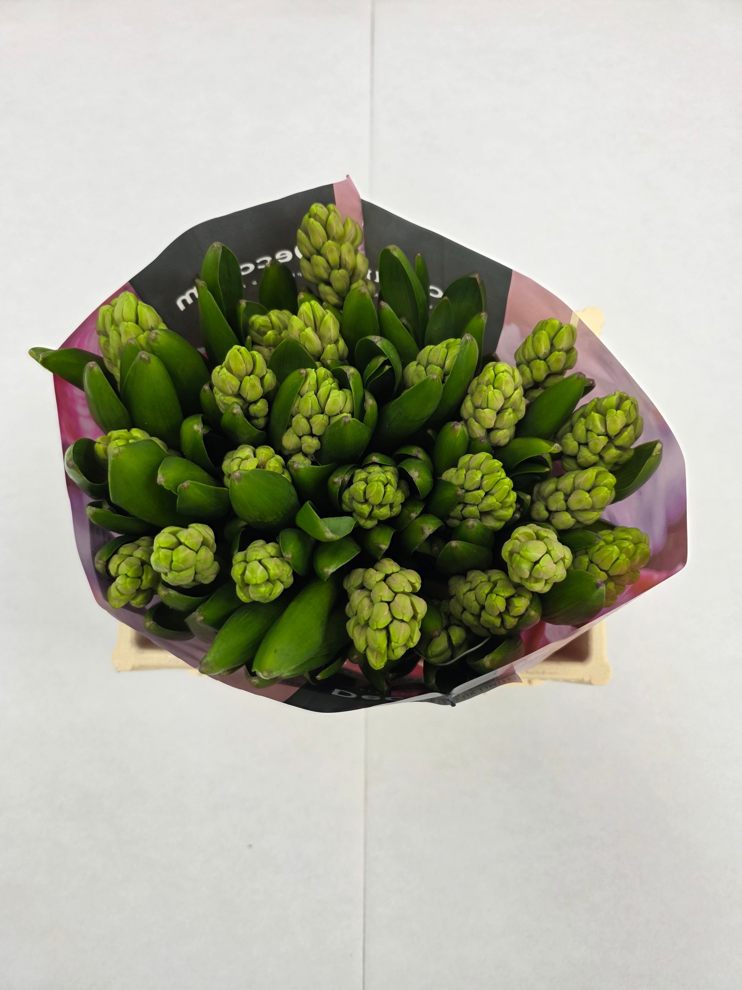 Farm Fresh Hyacinthus Orientalis China Pink (Bunch of 25stems, Length 30cm)