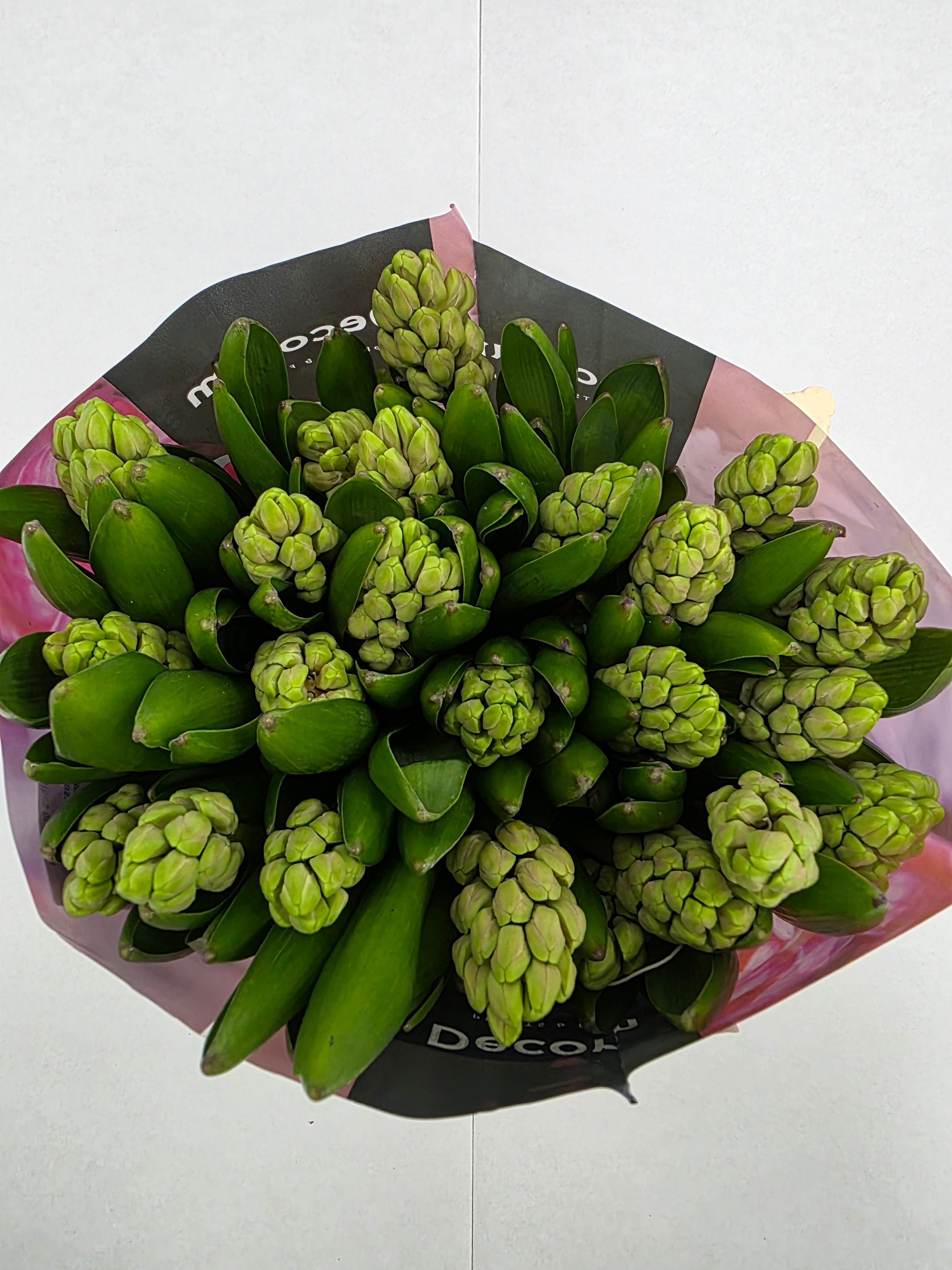Farm Fresh Hyacinthus Orientalis China Pink (Bunch of 25stems, Length 30cm)