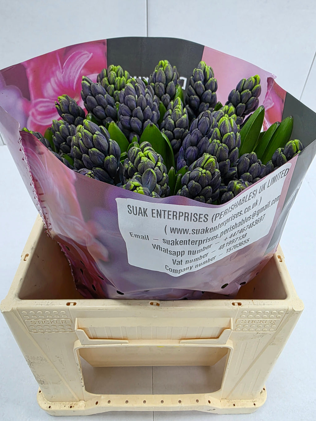 Farm Fresh Hyacinthus Orientalis Minos(Bunch of 25stems, Length 30cm)