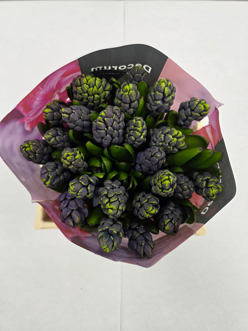 Farm Fresh Hyacinthus Orientalis Minos(Bunch of 25stems, Length 30cm)