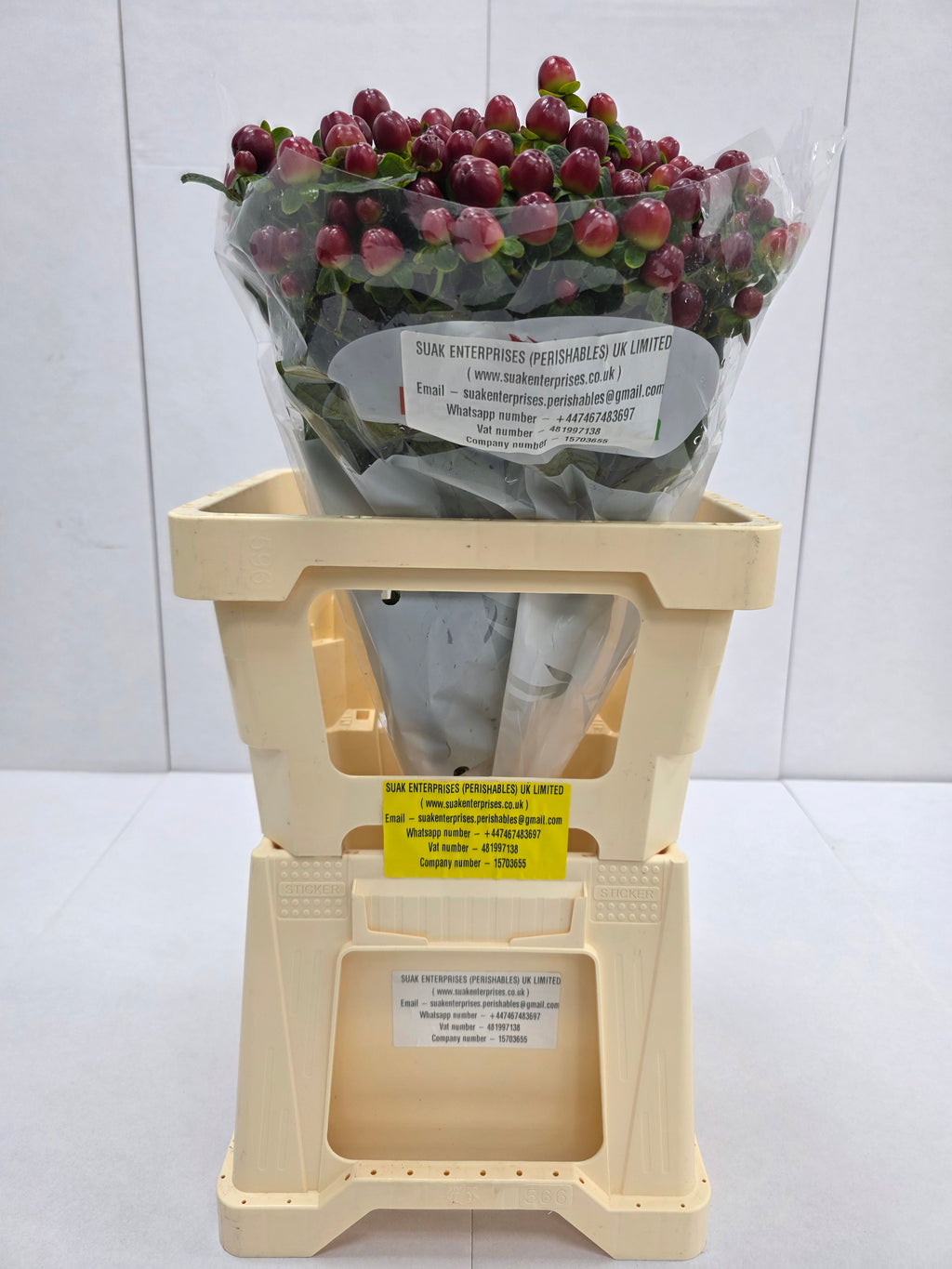 Farm Fresh Hypercium Mag Seasons (Bunch of 25stems, Length 60cm)