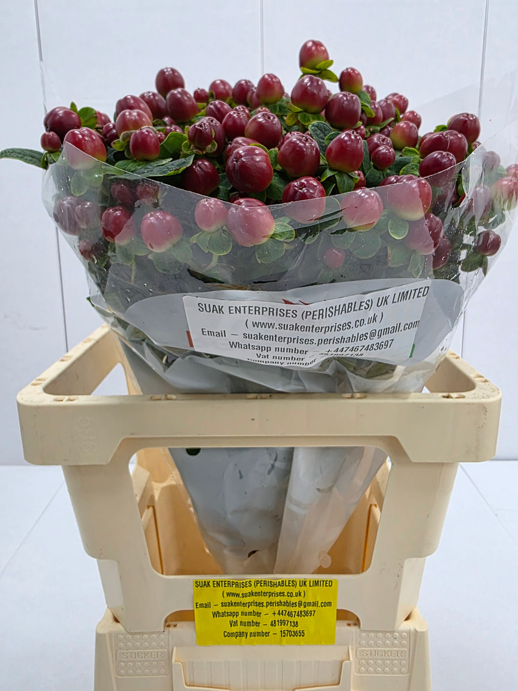 Farm Fresh Hypercium Mag Seasons (Bunch of 25stems, Length 60cm)
