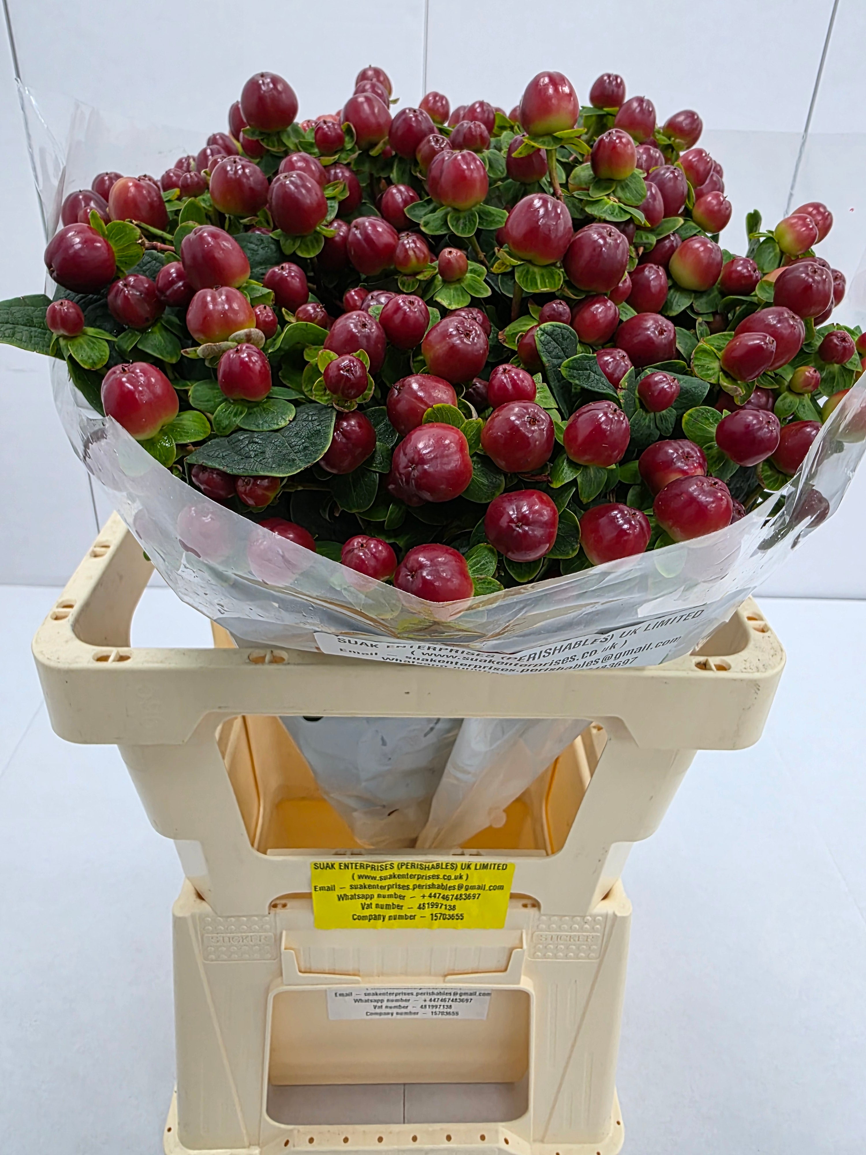 Farm Fresh Hypercium Mag Seasons (Bunch of 25stems, Length 60cm)