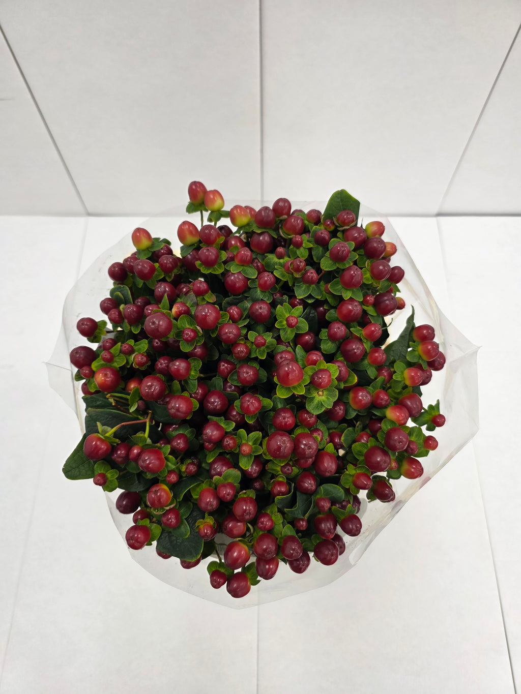 Farm Fresh Hypercium Mag Seasons (Bunch of 25stems, Length 60cm)