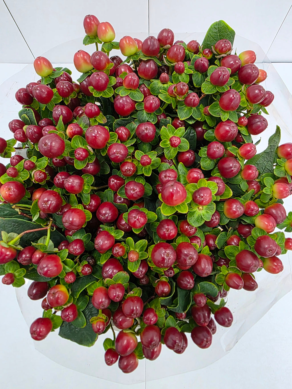 Farm Fresh Hypercium Mag Seasons (Bunch of 25stems, Length 60cm)