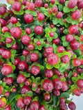 Farm Fresh Hypercium Mag Seasons (Bunch of 25stems, Length 60cm)