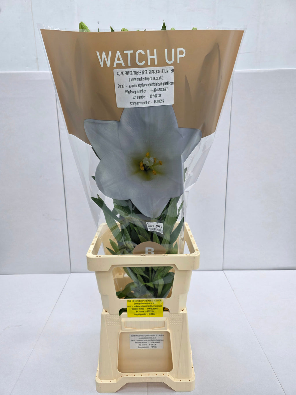 Farm Fresh Lilium Longifloram Watch up 2+ Ex(Bunch of 10stems,Length 100cm)