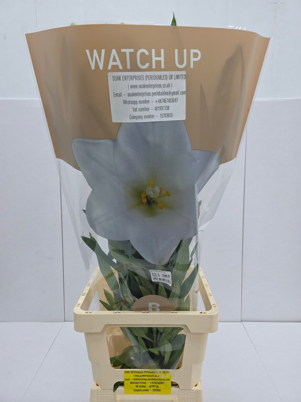 Farm Fresh Lilium Longifloram Watch up 2+ Ex(Bunch of 10stems,Length 100cm)