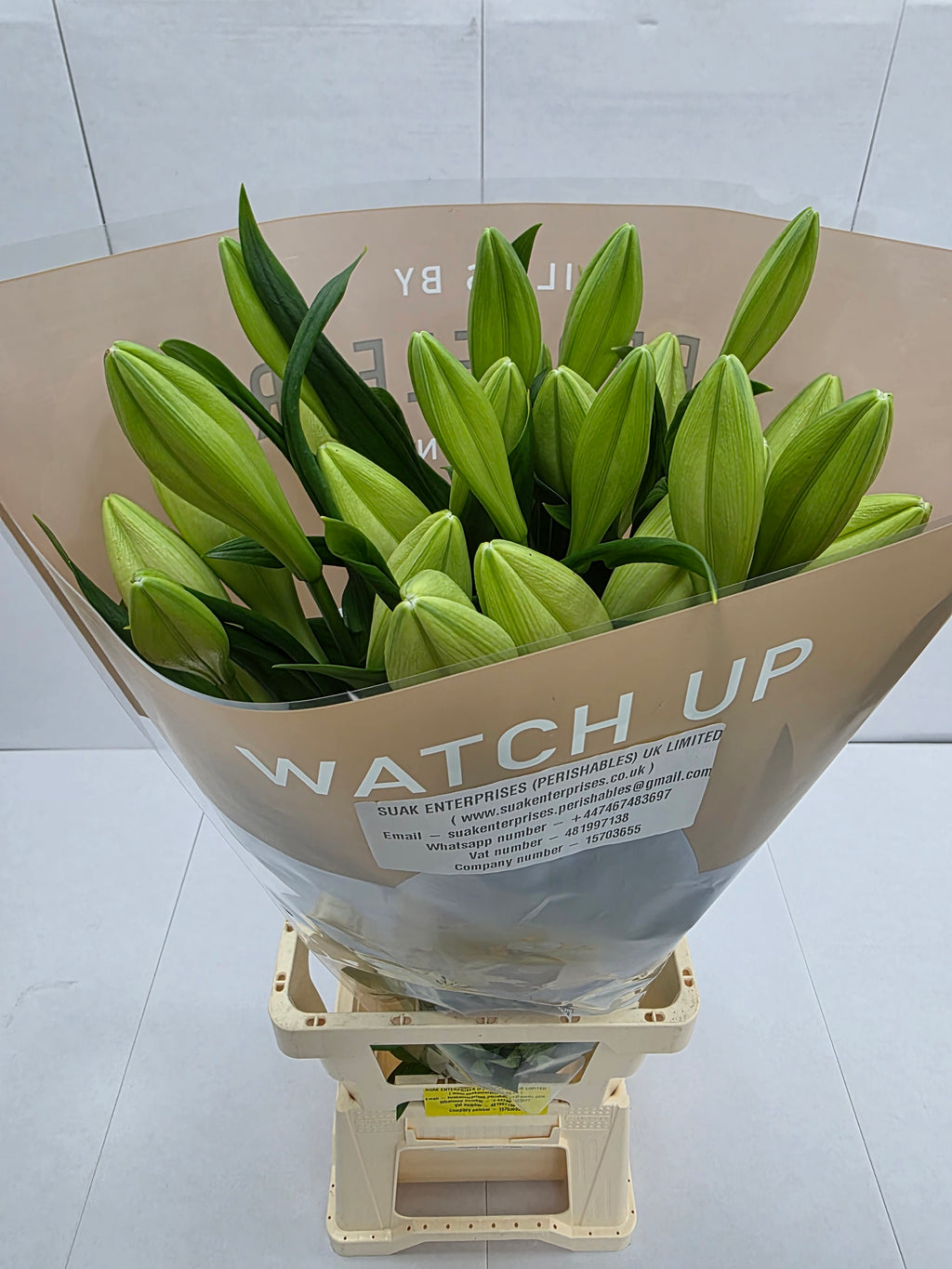 Farm Fresh Lilium Longifloram Watch up 2+ Ex(Bunch of 10stems,Length 100cm)