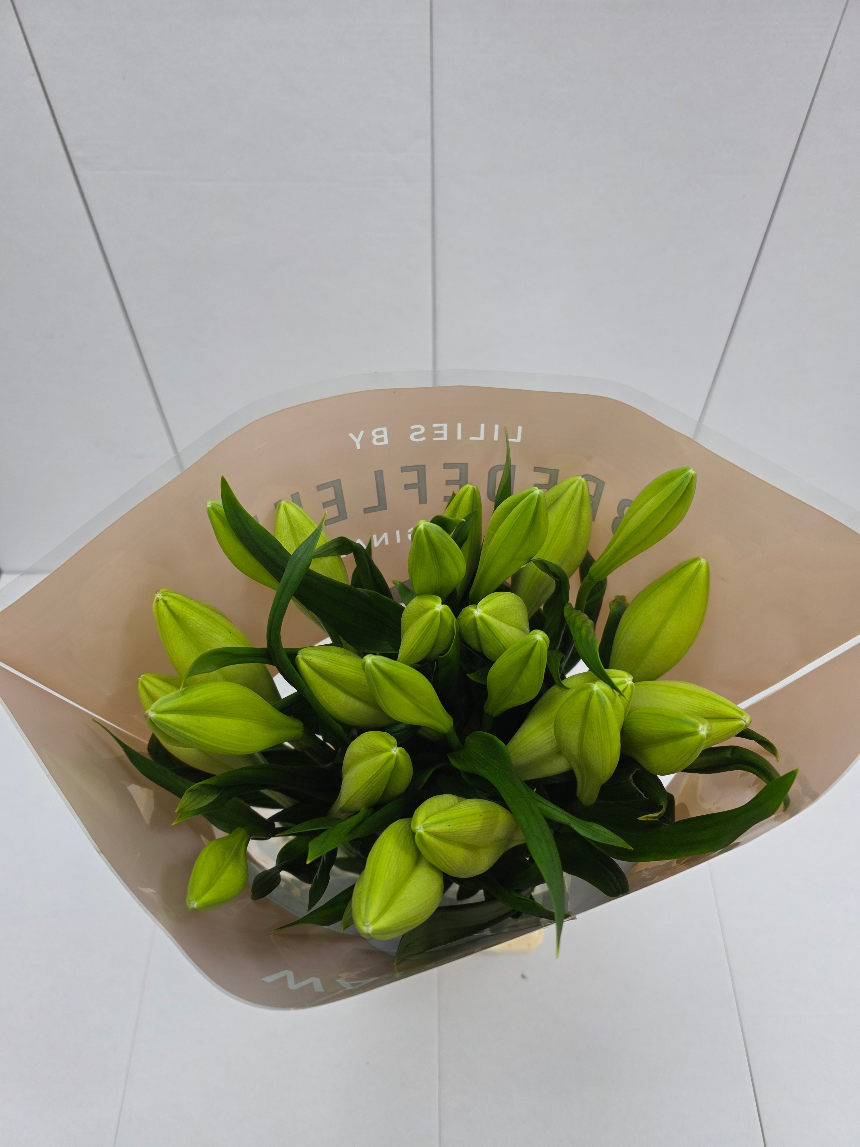 Farm Fresh Lilium Longifloram Watch up 2+ Ex(Bunch of 10stems,Length 100cm)