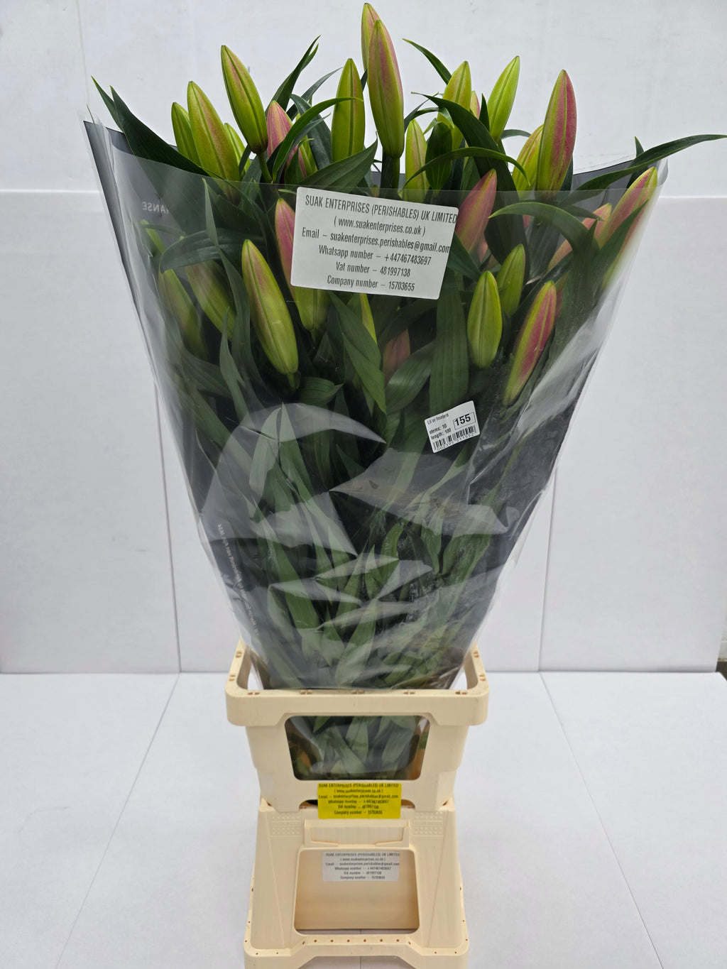 Farm Fresh Lilium Oriental Frontera 5+(Bunch of 10stems,Length 100cm)