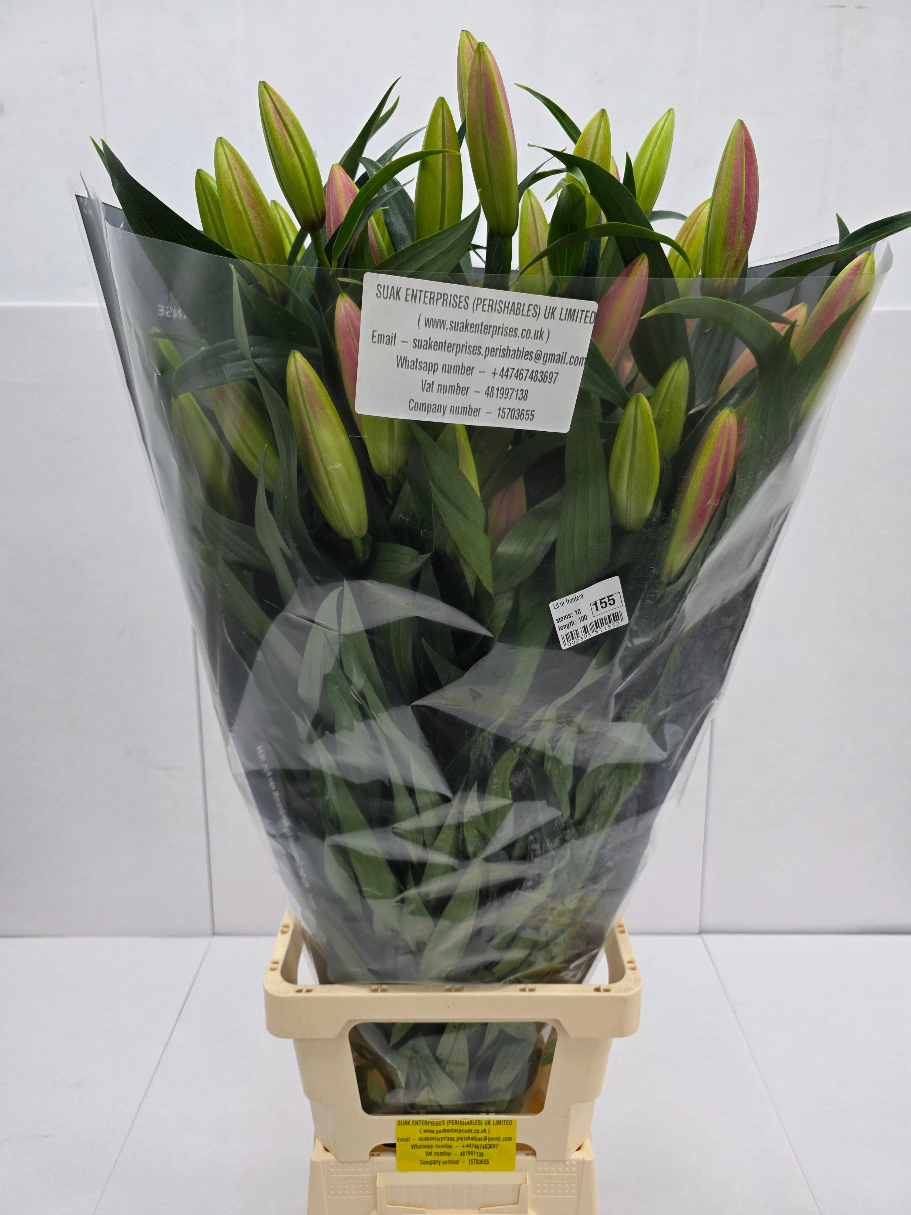 Farm Fresh Lilium Oriental Frontera 5+(Bunch of 10stems,Length 100cm)