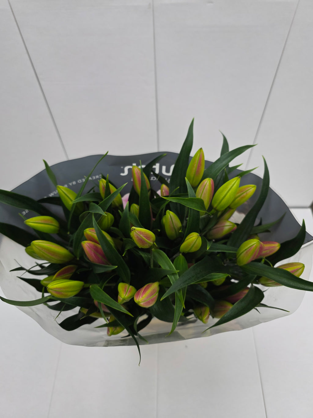 Farm Fresh Lilium Oriental Frontera 5+(Bunch of 10stems,Length 100cm)
