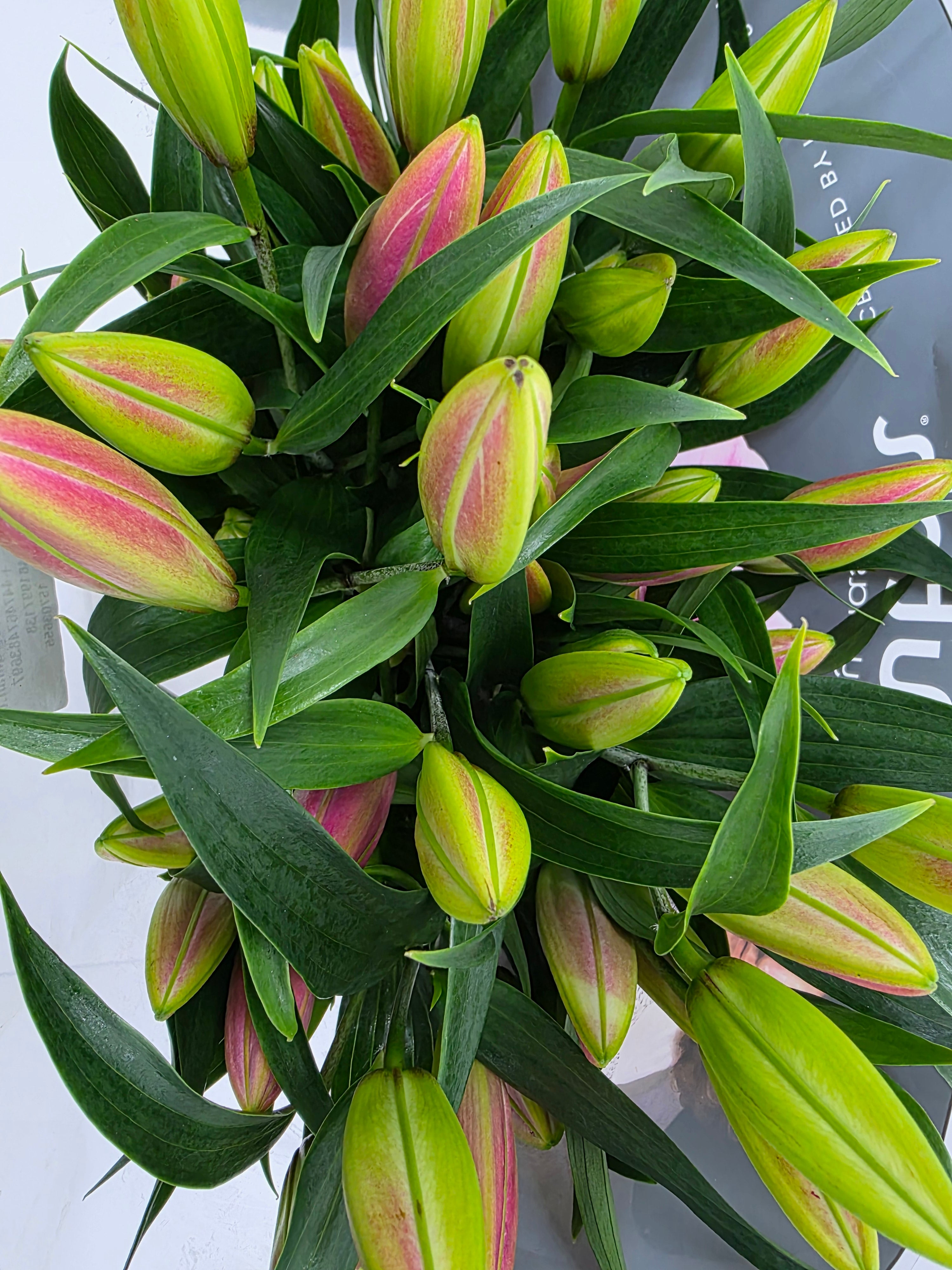 Farm Fresh Lilium Oriental Frontera 5+(Bunch of 10stems,Length 100cm)
