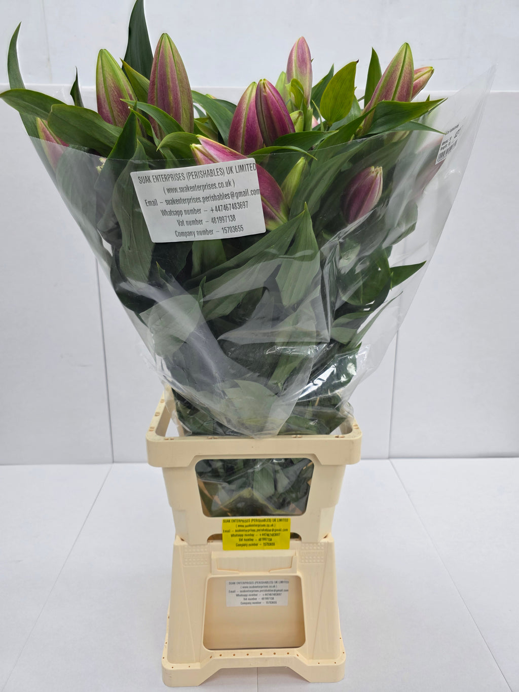 Farm Fresh Lilium Oriental Tabledance 2+(Bunch of 10stems,Length 90cm)