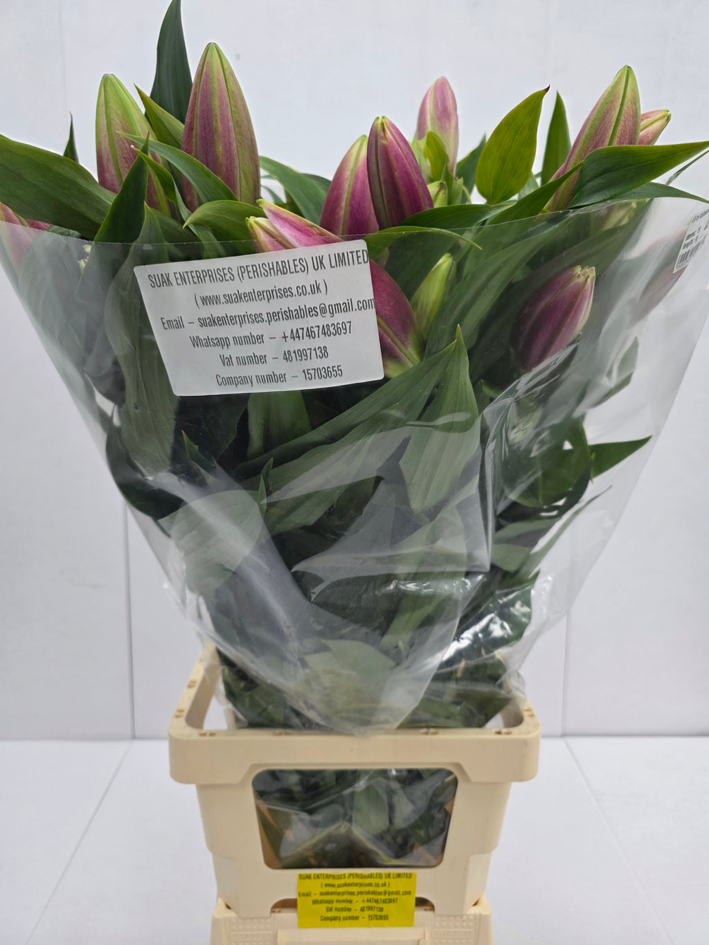 Farm Fresh Lilium Oriental Tabledance 2+(Bunch of 10stems,Length 90cm)