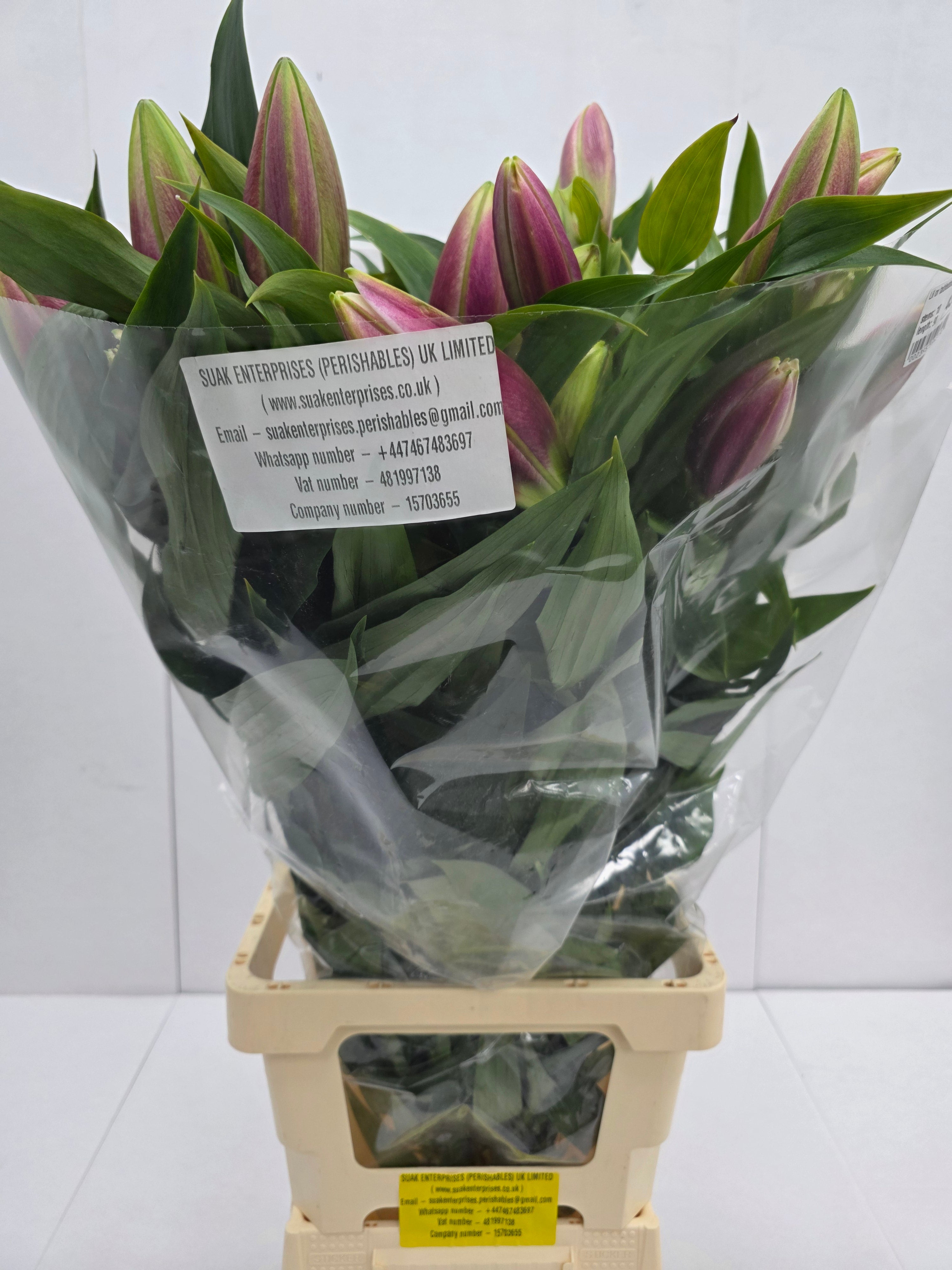 Farm Fresh Lilium Oriental Tabledance 2+(Bunch of 10stems,Length 90cm)