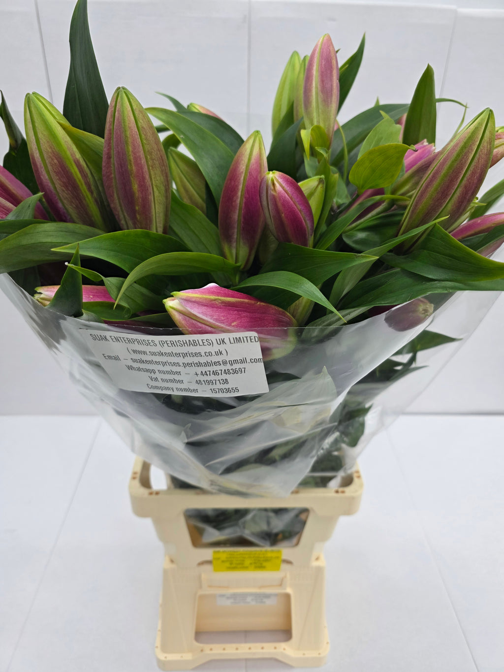 Farm Fresh Lilium Oriental Tabledance 2+(Bunch of 10stems,Length 90cm)