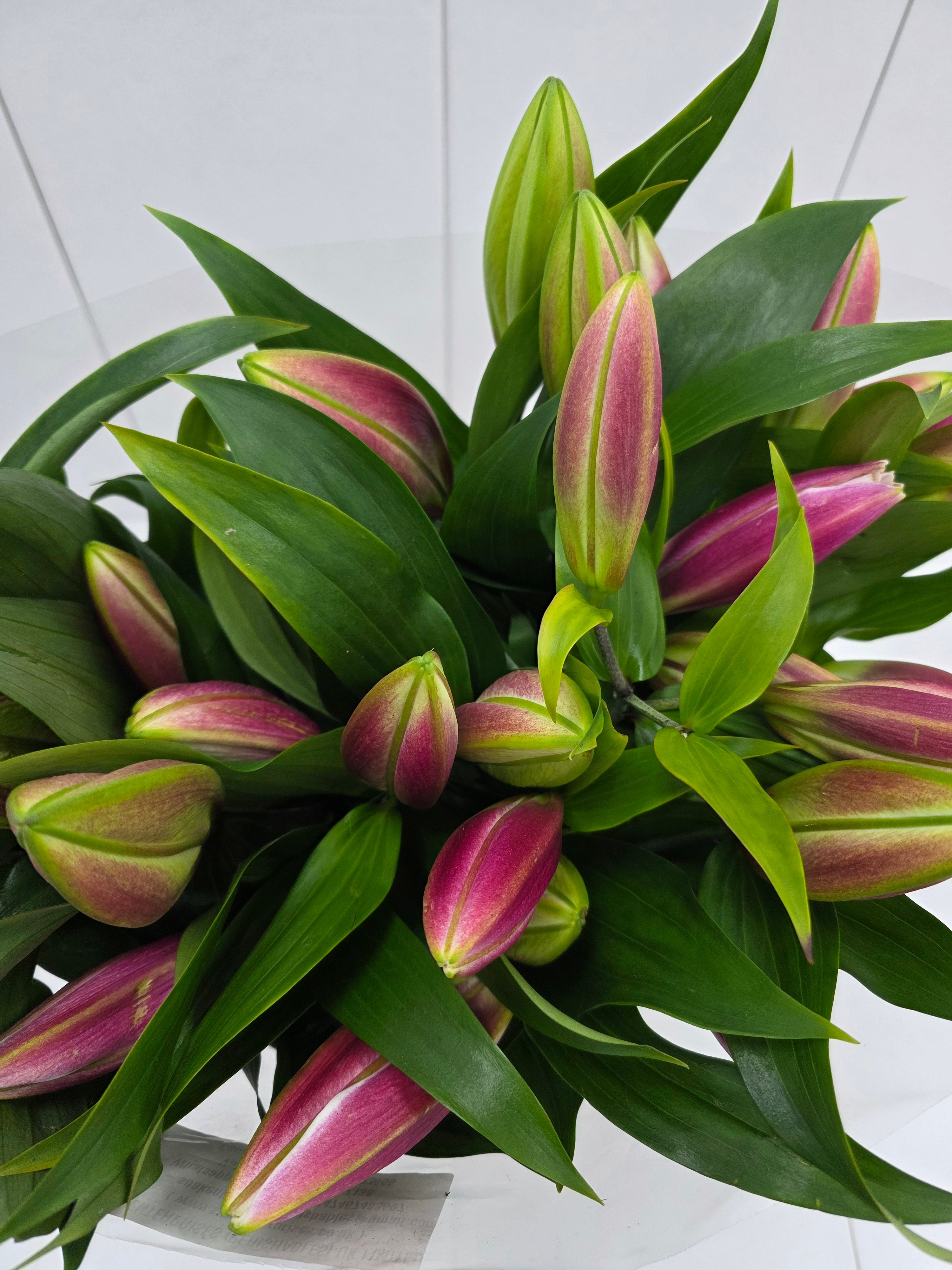 Farm Fresh Lilium Oriental Tabledance 2+(Bunch of 10stems,Length 90cm)