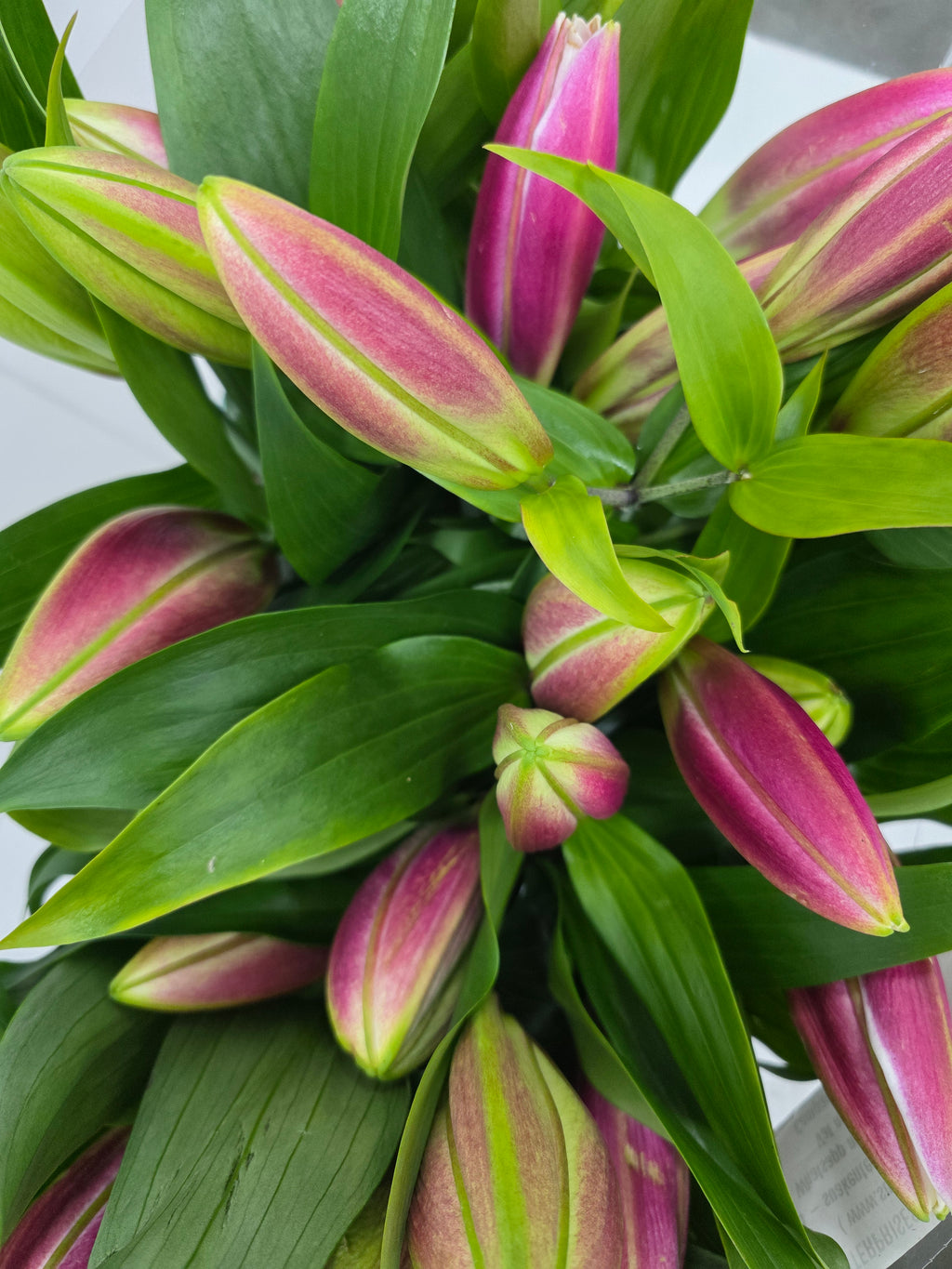 Farm Fresh Lilium Oriental Tabledance 2+(Bunch of 10stems,Length 90cm)