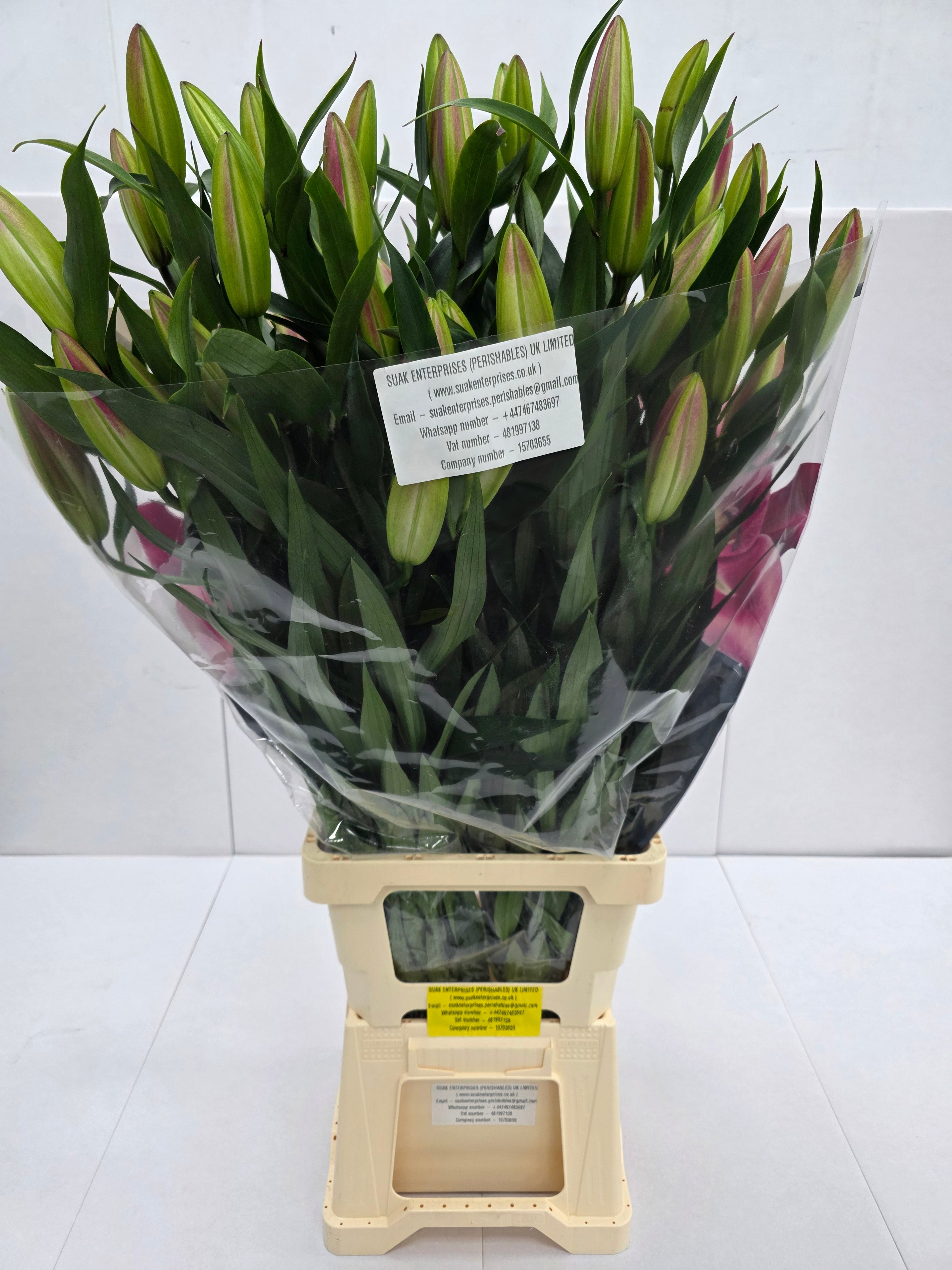 Farm Fresh Lilium Oriental Dalian Ex 5+(Bunch of 10stems,Length 100cm)