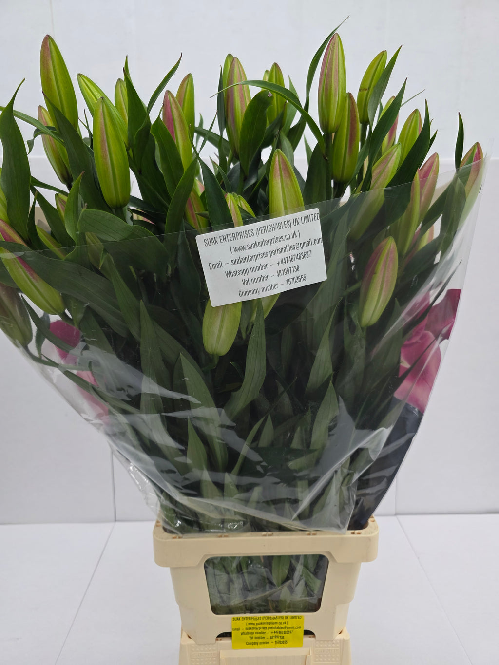 Farm Fresh Lilium Oriental Dalian Ex 5+(Bunch of 10stems,Length 100cm)