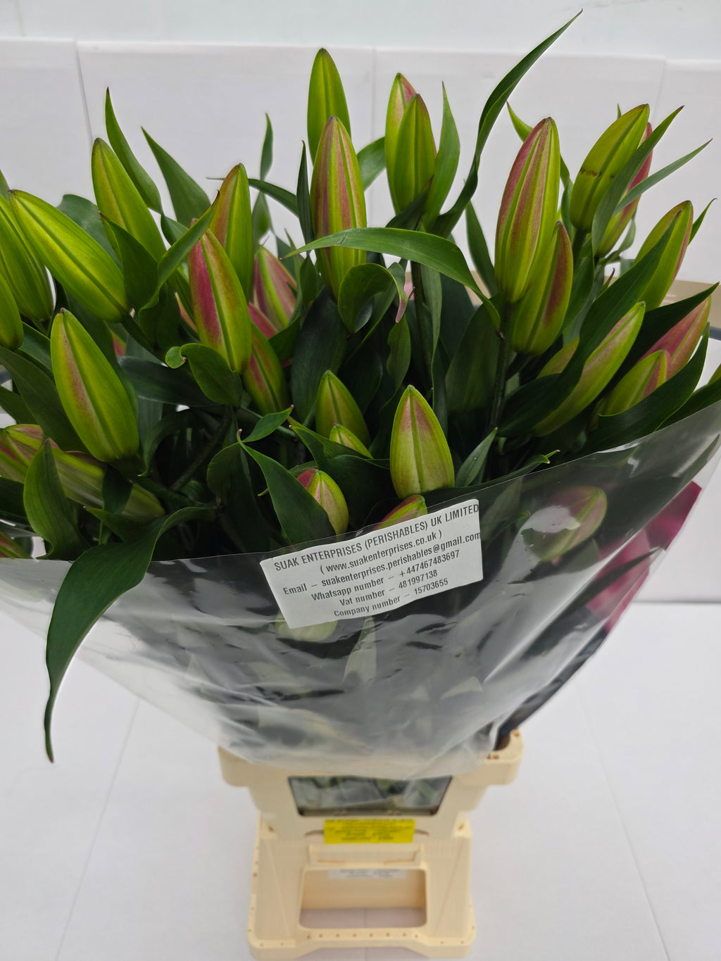 Farm Fresh Lilium Oriental Dalian Ex 5+(Bunch of 10stems,Length 100cm)