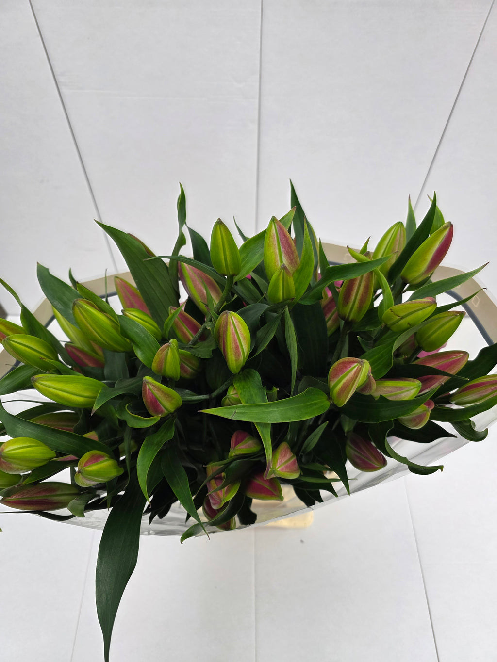 Farm Fresh Lilium Oriental Dalian Ex 5+(Bunch of 10stems,Length 100cm)