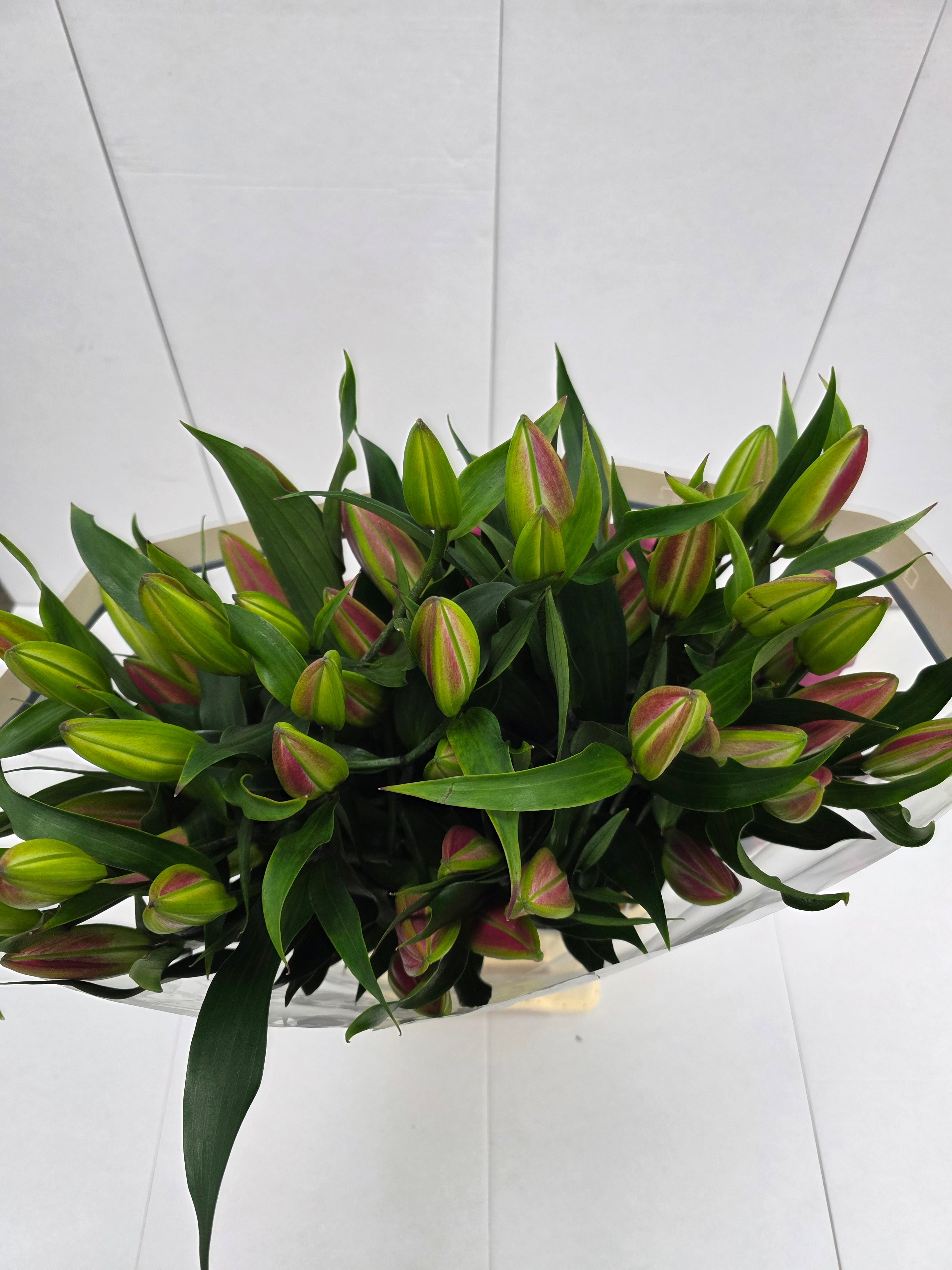 Farm Fresh Lilium Oriental Dalian Ex 5+(Bunch of 10stems,Length 100cm)