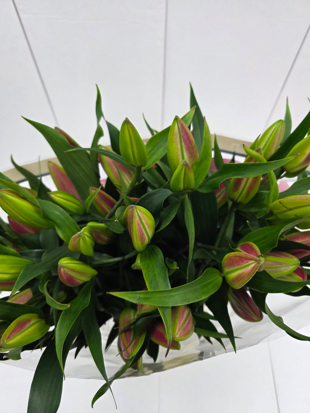 Farm Fresh Lilium Oriental Dalian Ex 5+(Bunch of 10stems,Length 100cm)