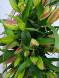 Farm Fresh Lilium Oriental Dalian Ex 5+(Bunch of 10stems,Length 100cm)