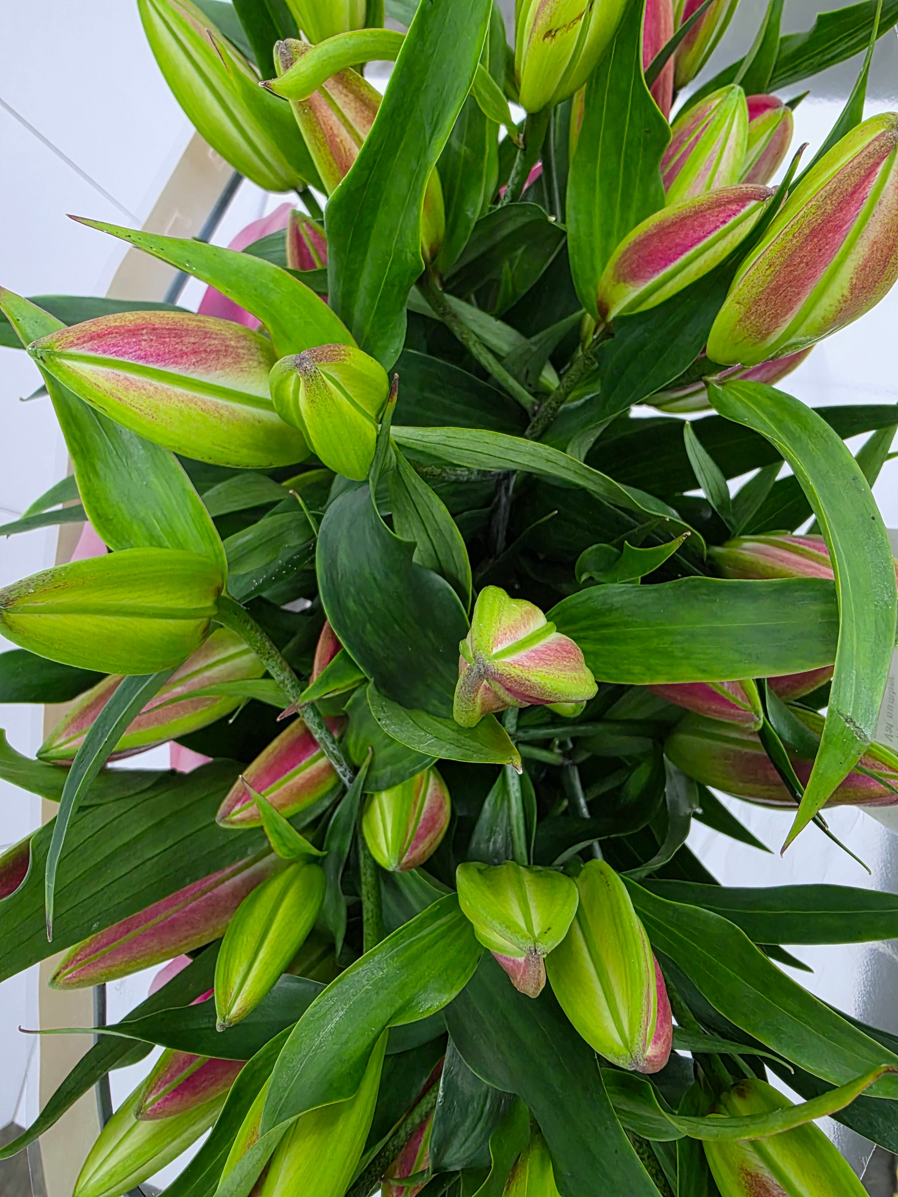 Farm Fresh Lilium Oriental Dalian Ex 5+(Bunch of 10stems,Length 100cm)