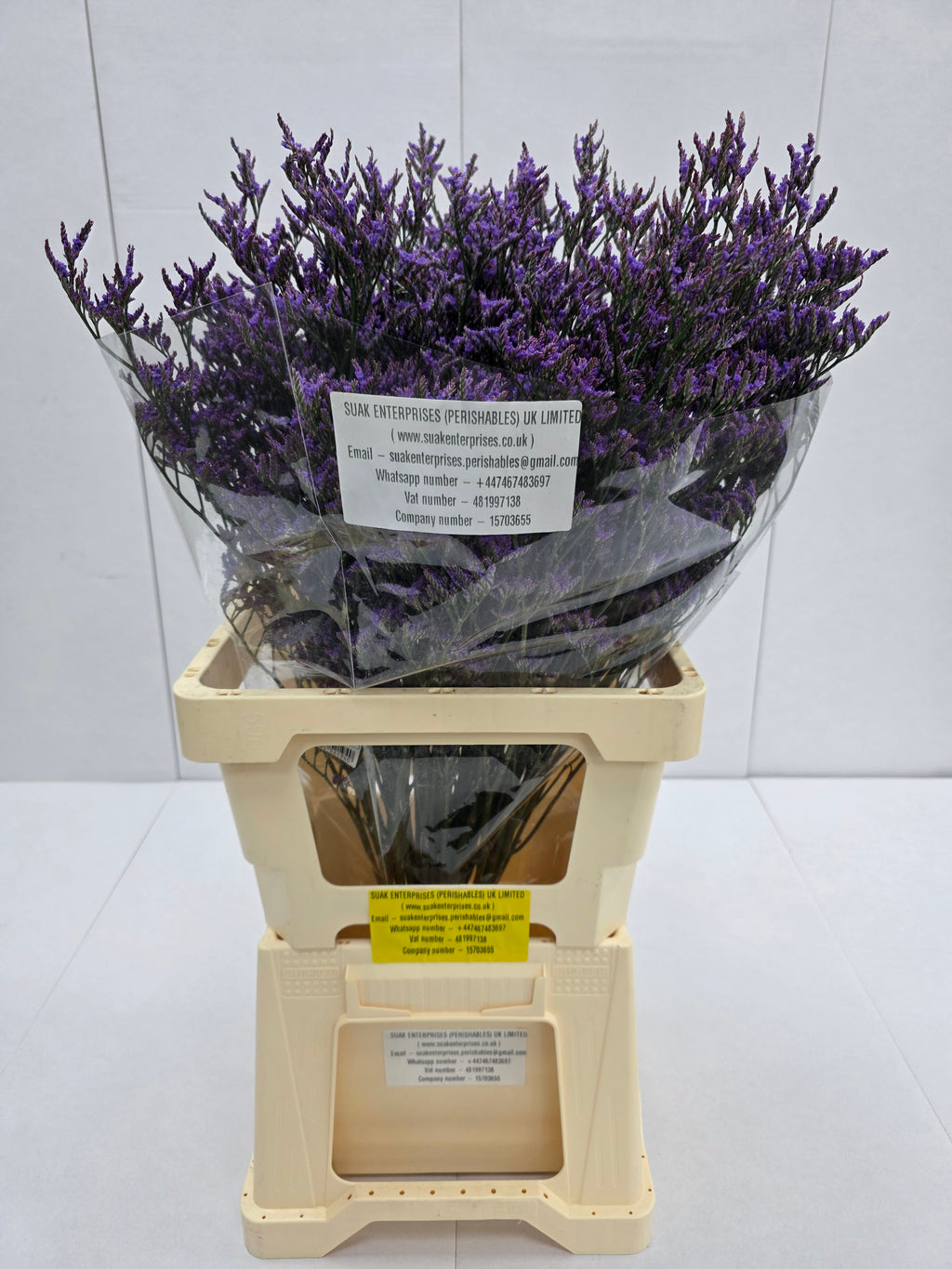 Farm Fresh Limonium Piuma Blue(Bunch of 25stems, Length 70cm)