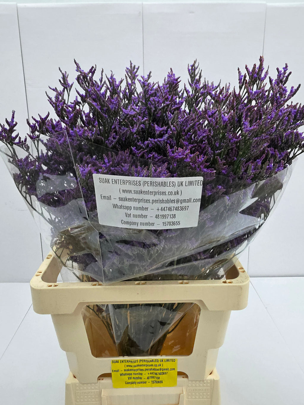 Farm Fresh Limonium Piuma Blue(Bunch of 25stems, Length 70cm)
