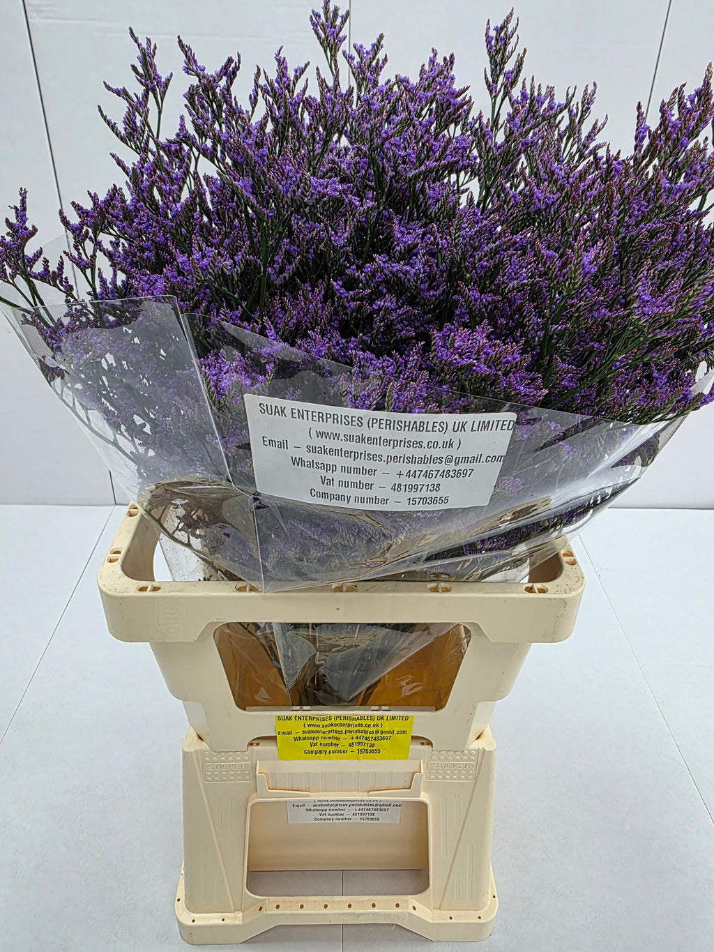 Farm Fresh Limonium Piuma Blue(Bunch of 25stems, Length 70cm)