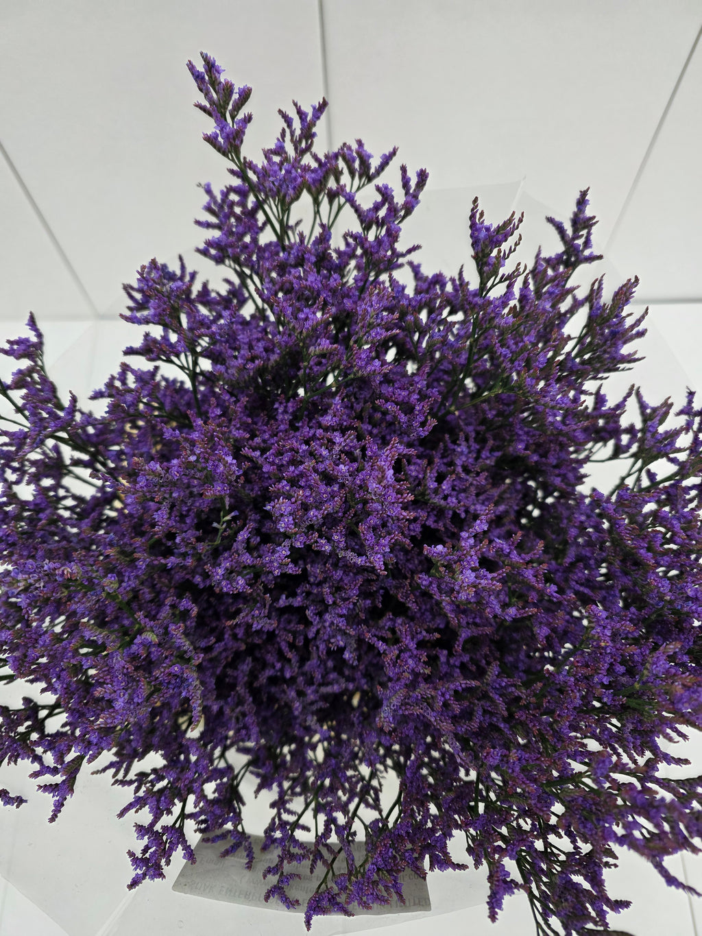 Farm Fresh Limonium Piuma Blue(Bunch of 25stems, Length 70cm)