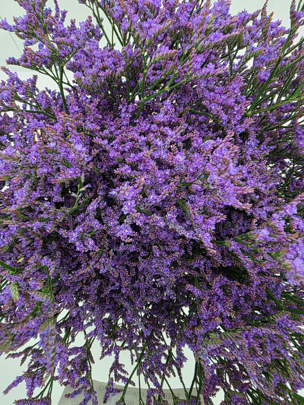 Farm Fresh Limonium Piuma Blue(Bunch of 25stems, Length 70cm)