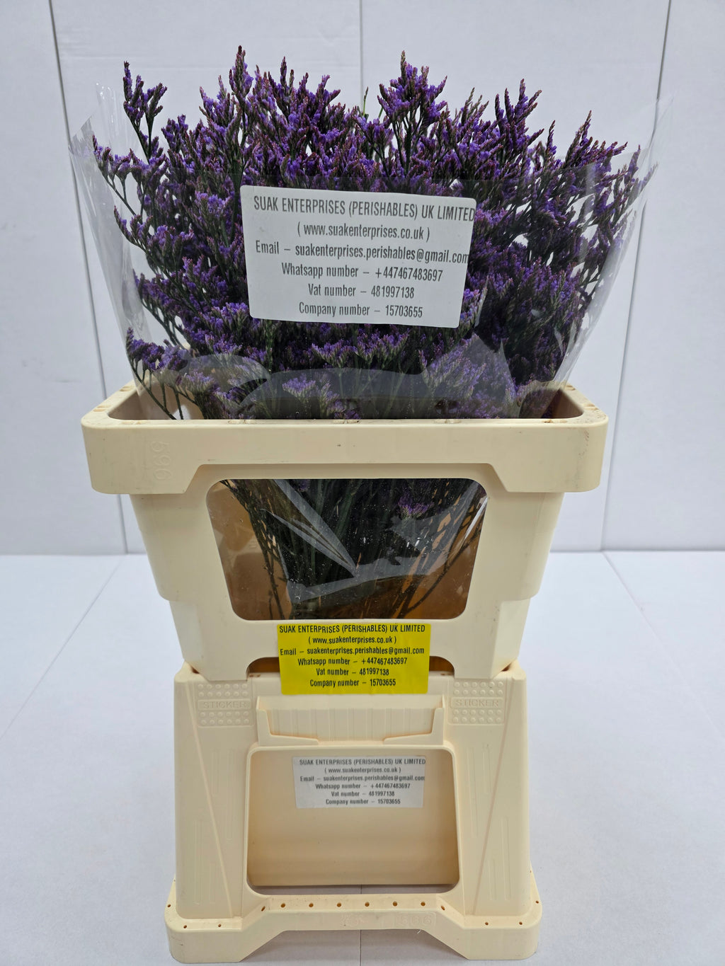 Farm Fresh Limonium Piuma Blue(Bunch of 25stems, Length 60cm)