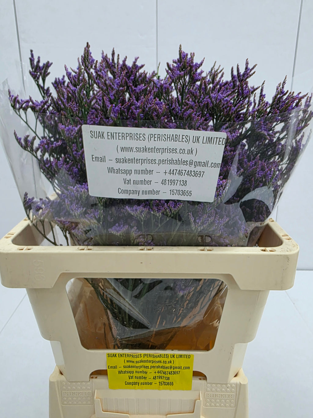 Farm Fresh Limonium Piuma Blue(Bunch of 25stems, Length 60cm)