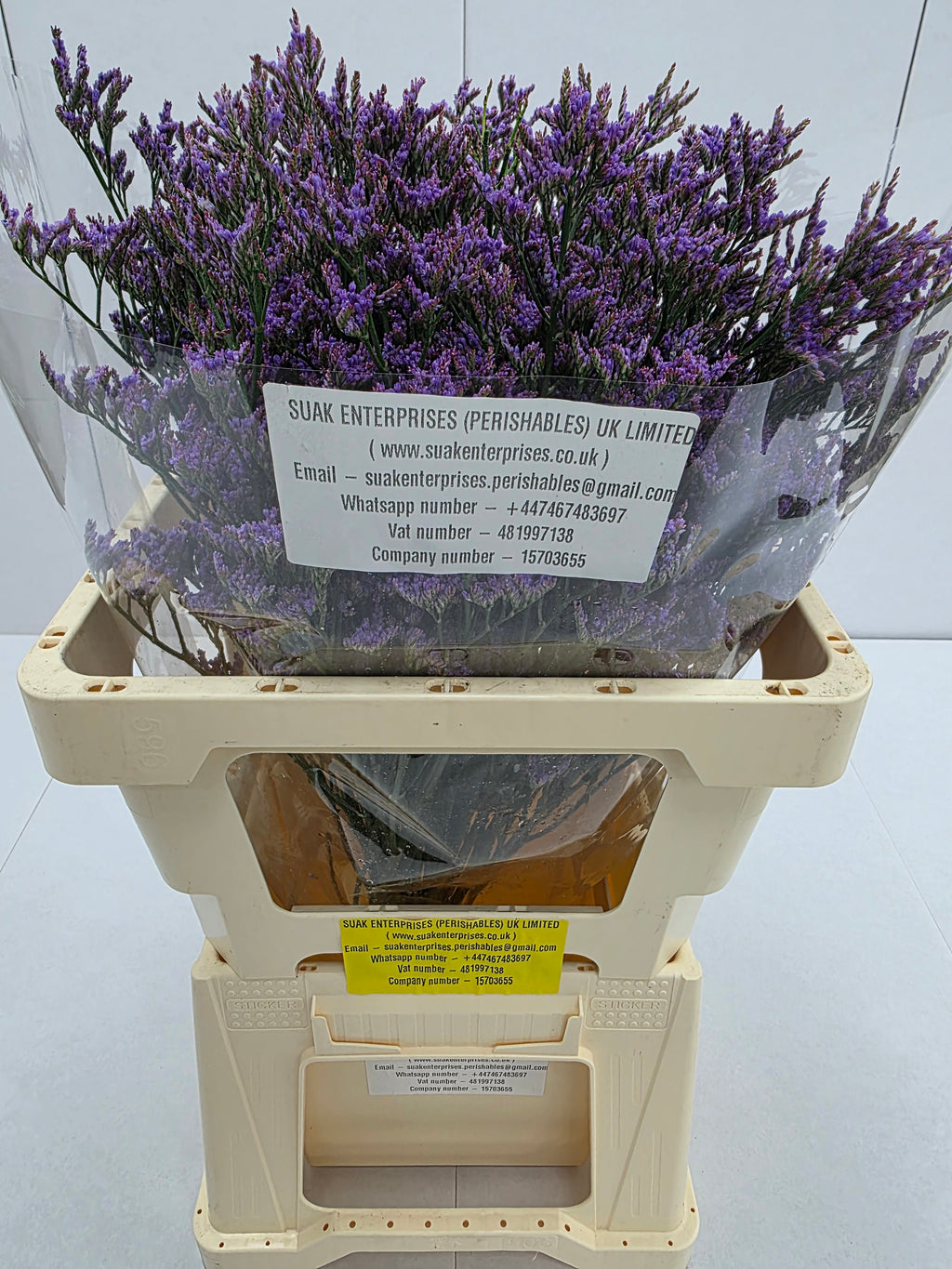 Farm Fresh Limonium Piuma Blue(Bunch of 25stems, Length 60cm)