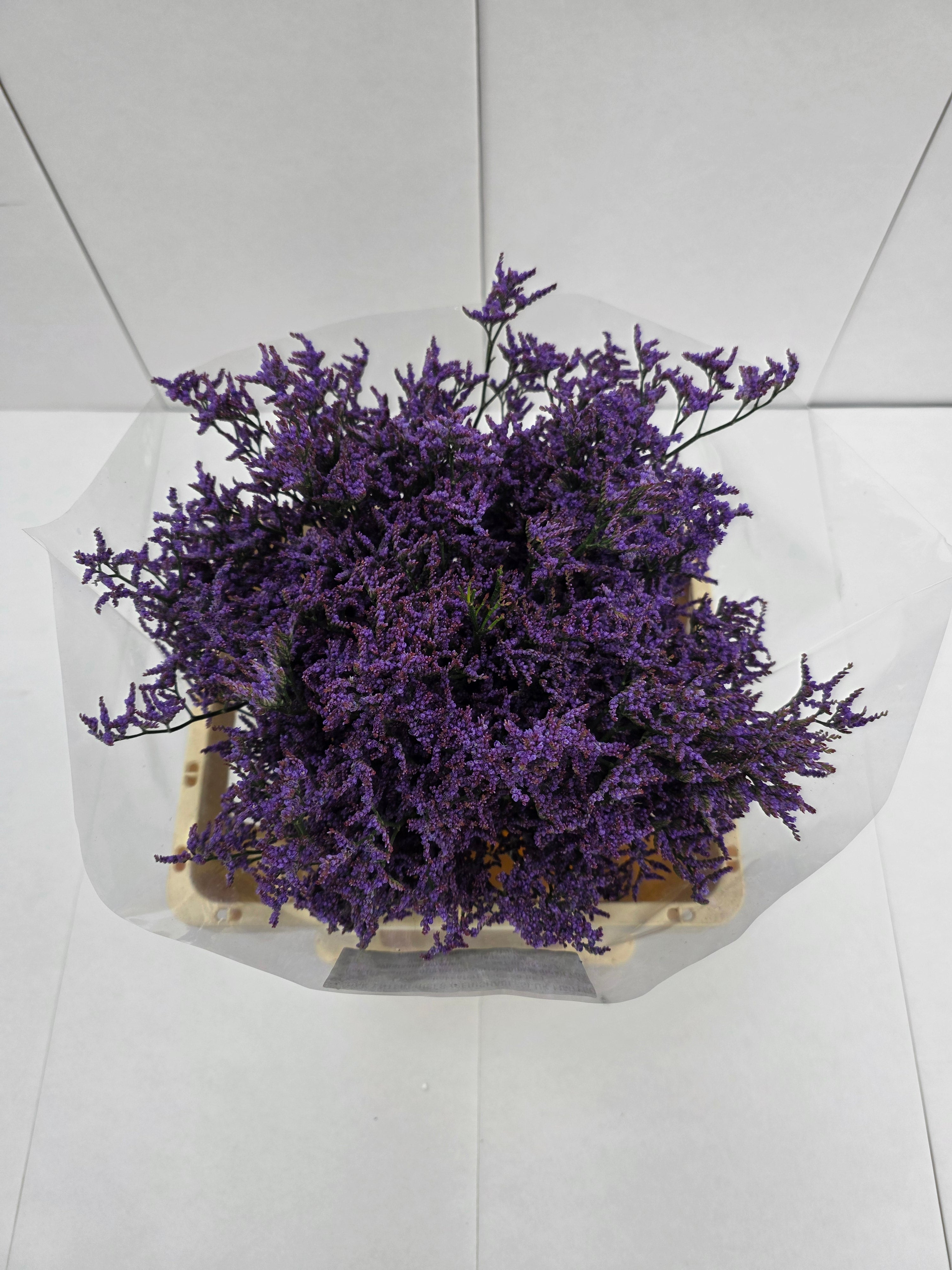 Farm Fresh Limonium Piuma Blue(Bunch of 25stems, Length 60cm)