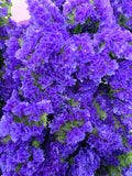 Farm Fresh Limonium Sinuatum Cry Dark Blue(Bunch of 25 stems, Length 80cm)